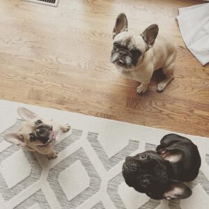 Three playful dogs bringing comfort and joy to a home with an online therapist in Ohio, who supports clients through trauma therapy in Ohio and Kentucky. Search for online therapy in Kentucky to learn more. 