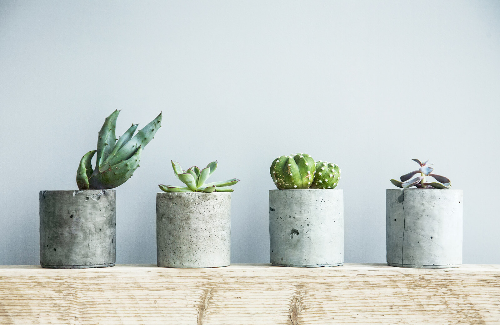 Minimalist row of succulents in concrete pots on a wooden shelf, symbolizing growth and resilience in trauma therapy. Calming office décor for a trauma therapist in Ohio who offers online trauma counseling and supportive trauma treatment Cincinnati options for anyone searching for a trauma therapist near me.