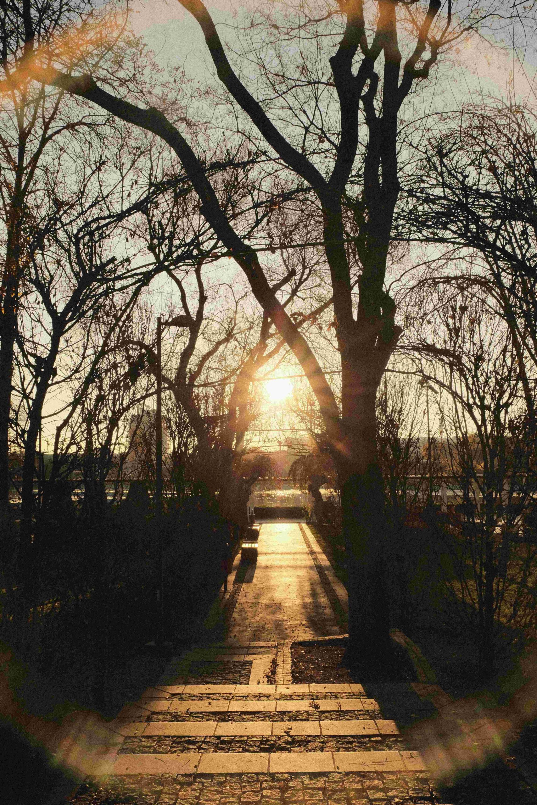 Sunlight filters through bare trees along a quiet pathway, creating a reflective and grounding scene that mirrors the inner work done in trauma therapy in Ohio. This peaceful moment evokes the kind of emotional processing supported by an online trauma counseling session or guided by a trauma therapist in Cincinnati, OH for those navigating healing.