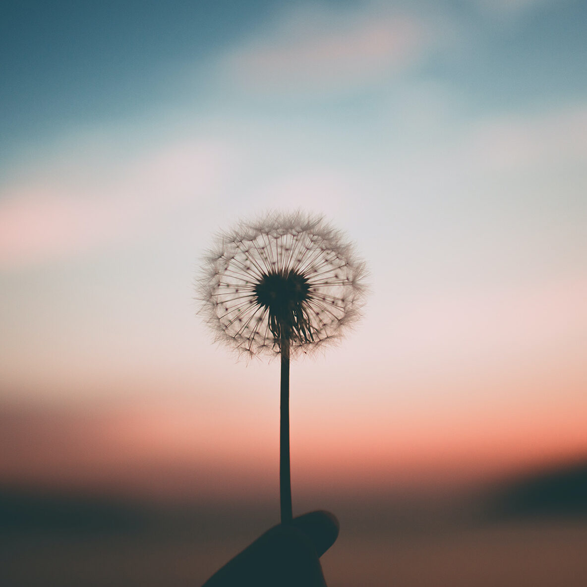 Dandelion being held and framed by the sunset in the distance representing the fragility of life responders deal with daily and the need for Therapy for First Responders in Kentucky.