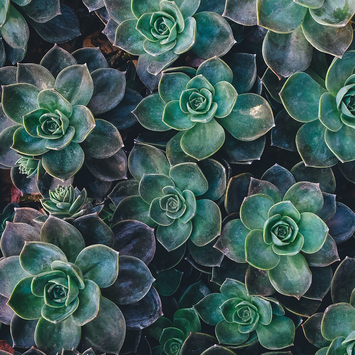 Green succulents representing the life and growth that can be improved with Therapy for First Responders in Kentucky.