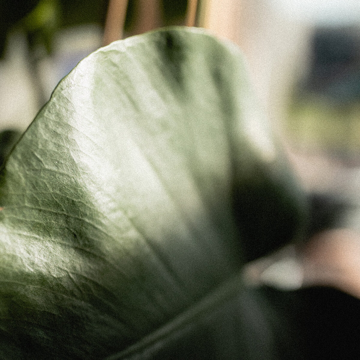 Close up of a large green leaf representing the new life and growth that can come with Therapy for Sexual Assault Survivors in Ohio.