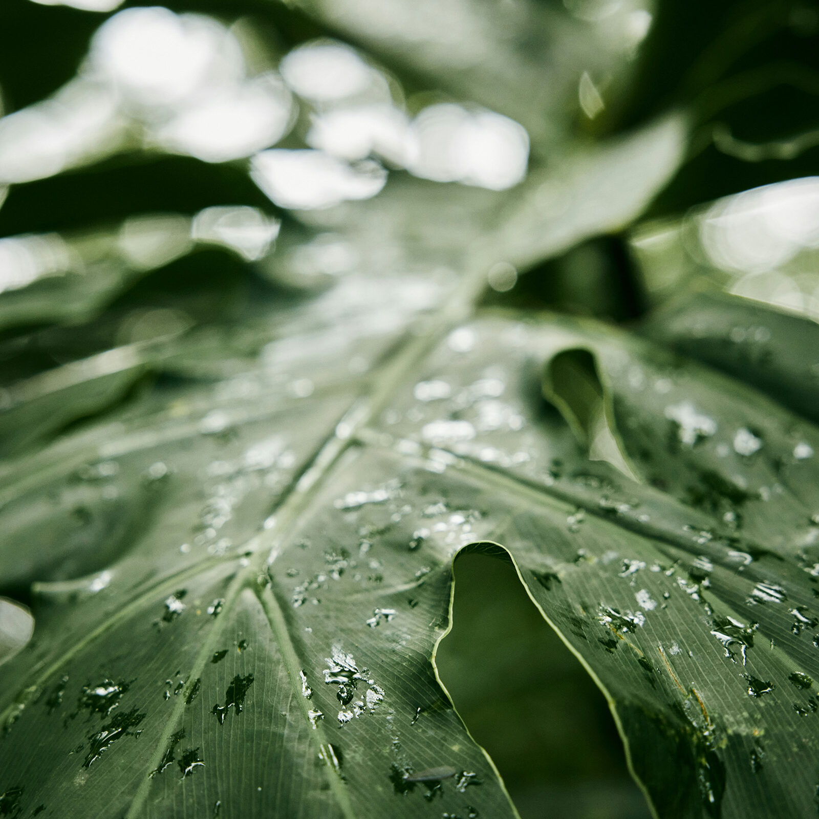 natalia-blauth-2U2s0qjaC4s-unsplash