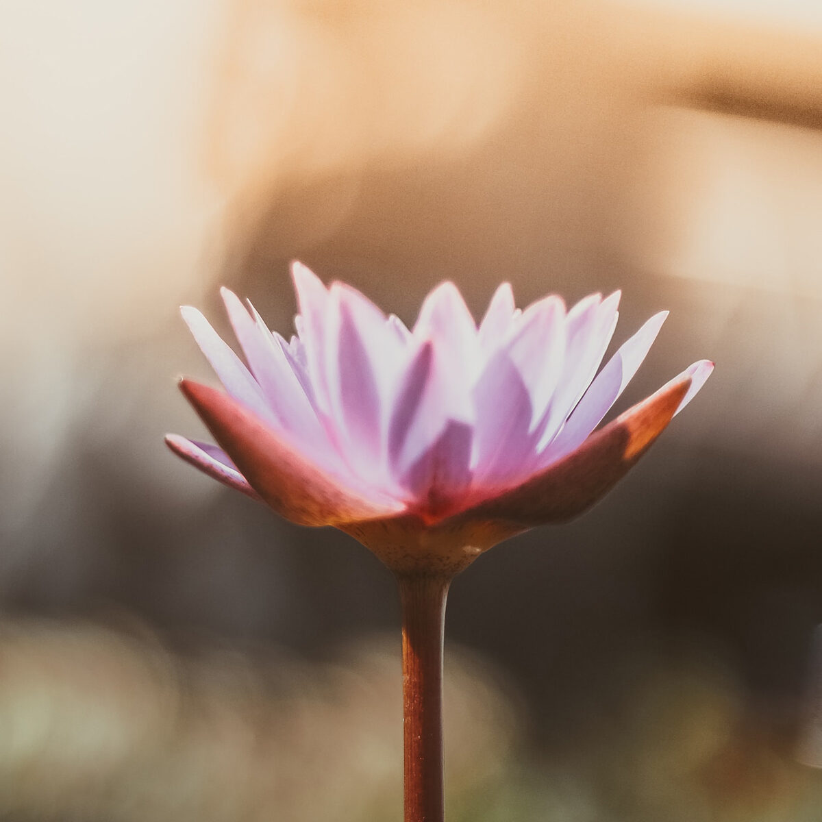 Pink lotus flower blooming representing the new life that can come from trauma when it overcome with Therapy for Childhood Trauma in Ohio.